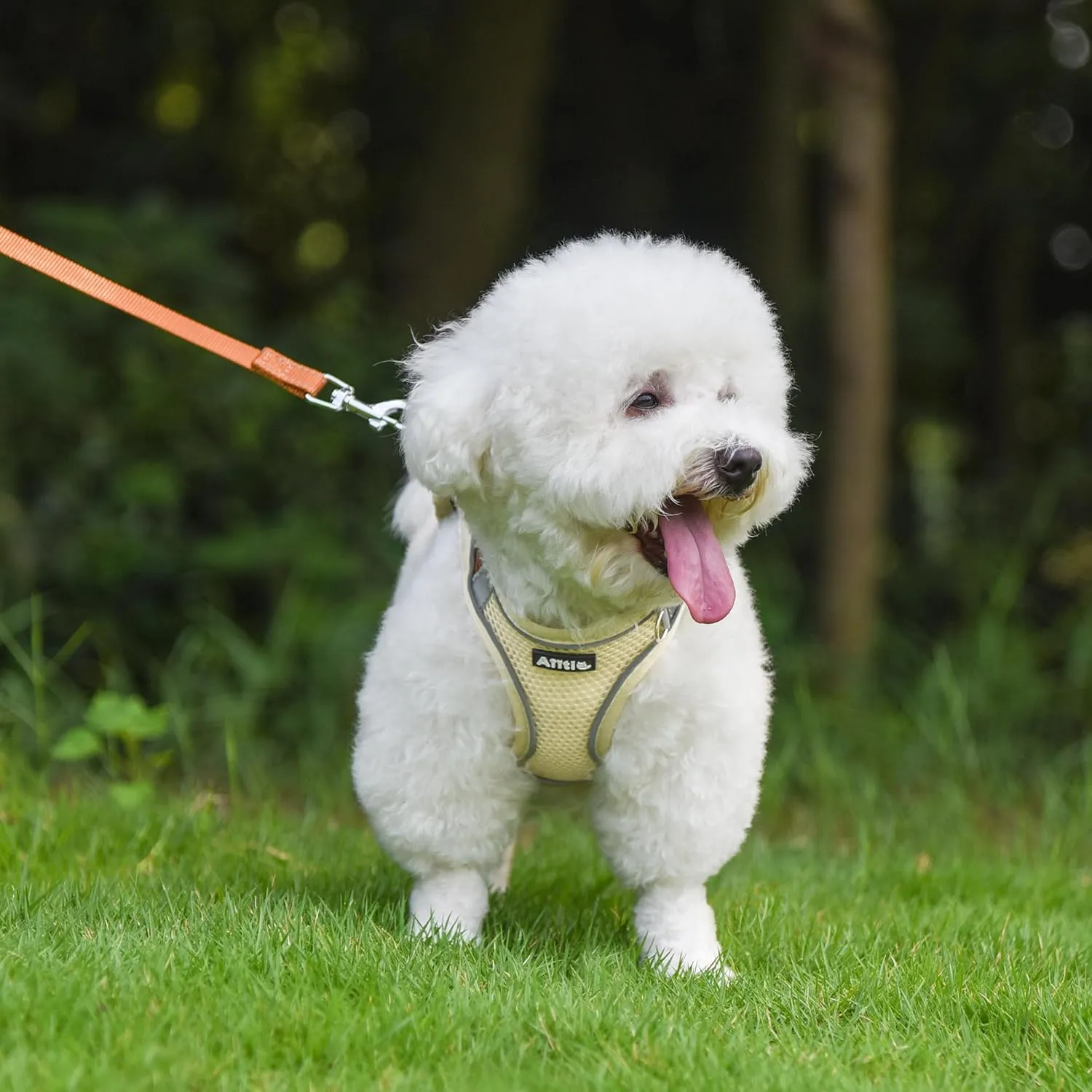 AIITLE Comfortable Dog Harness and Leash Set for Walking - Spring Step in Vest Harness,Reflective Bands, Adjustable No Pull Puppy Essentials, for Small Dogs and House Cats Beige XS