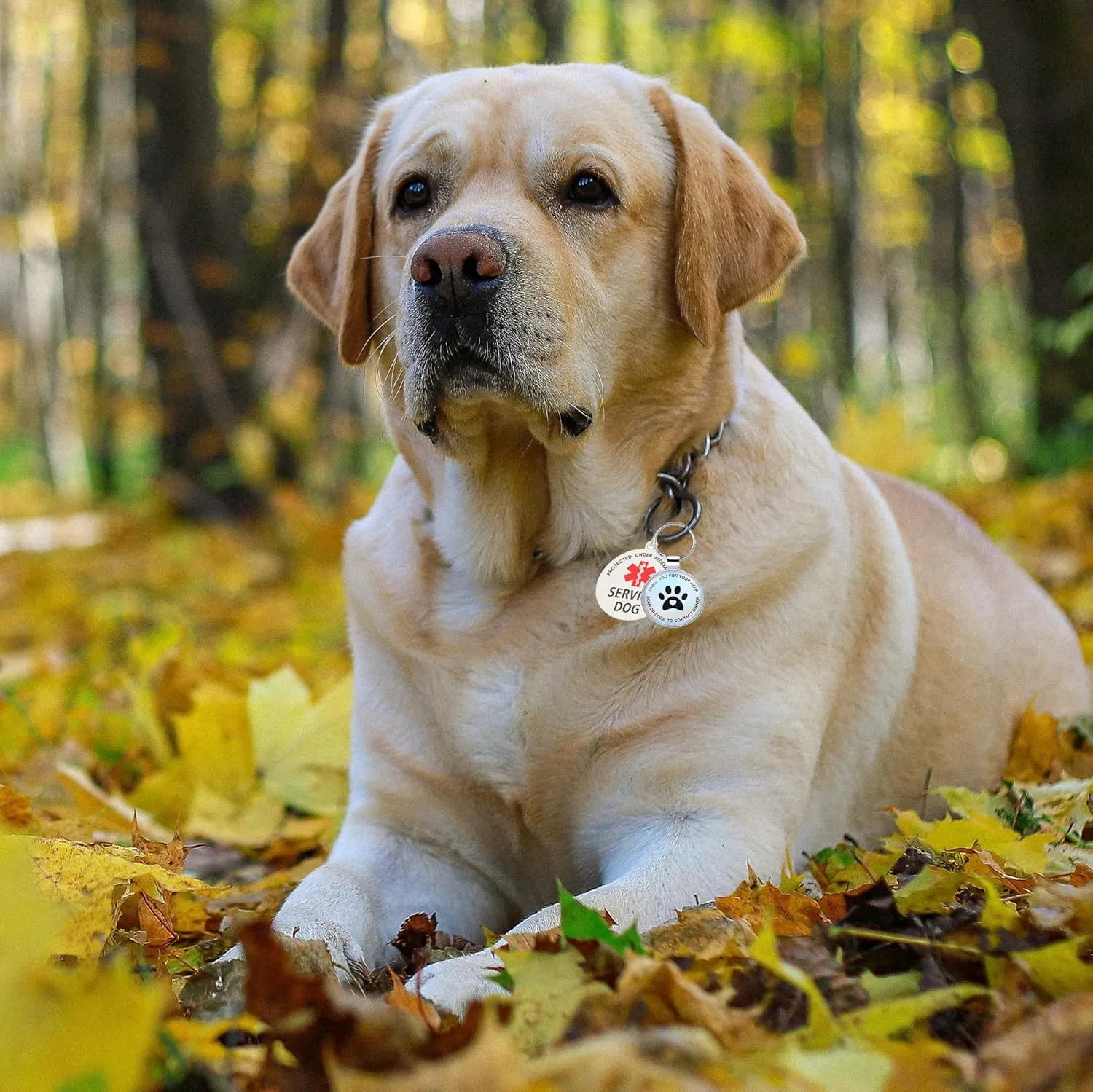 Dog Tag Personalized QR Code and Service Dog Tag, Modifiable Pet Online Profile, Multiple Emergency Contact, Scan QR Code Send Pet GPS Location Email