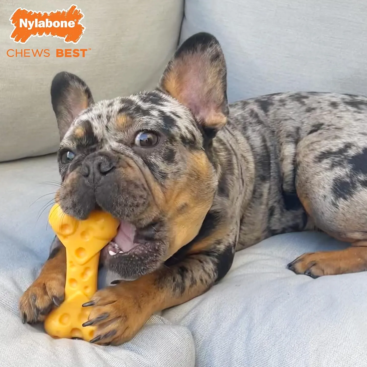 Nylabone Cheese Bone Power Chew Toy for Dogs, Cute Dog Toys for Aggressive Chewers, Cheese Flavor, X-Large Dogs - 50  lbs, 1 Count