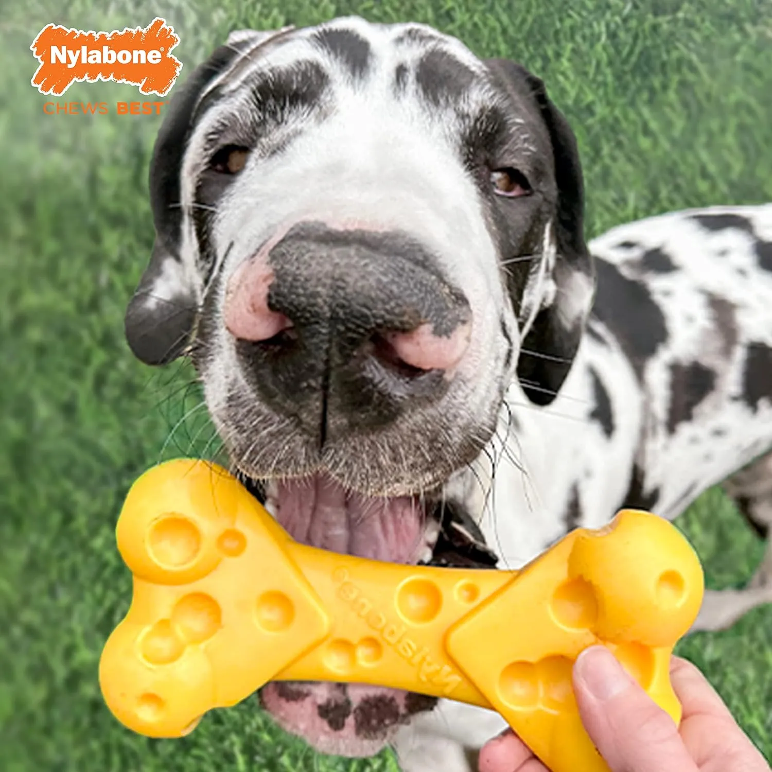 Nylabone Cheese Bone Power Chew Toy for Dogs, Cute Dog Toys for Aggressive Chewers, Cheese Flavor, X-Large Dogs - 50  lbs, 1 Count